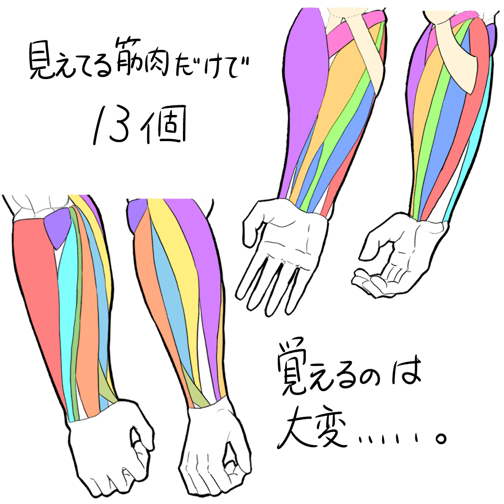 筋肉イラスト　筋肉　描き方