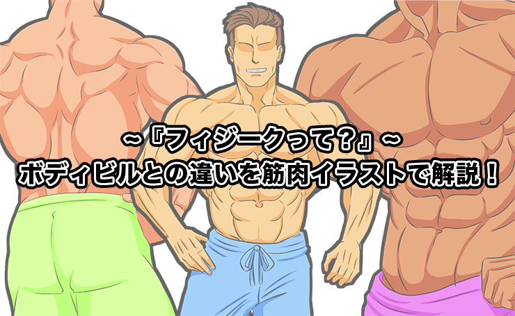 フィジークって ボディビルとの違いを筋肉イラストで解説 筋肉のイラスト制作のことなら 筋肉イラスト製作所