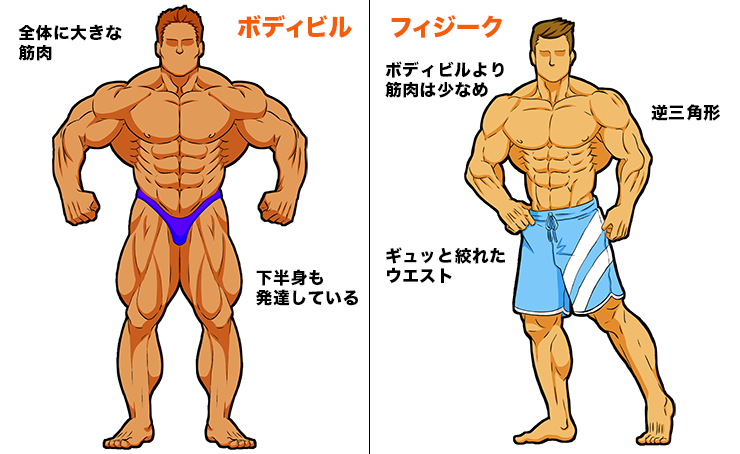 フィジークって？』〜 ボディビルとの違いを筋肉イラストで解説