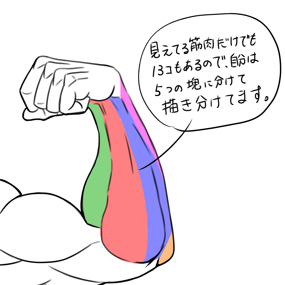 筋肉イラスト　筋肉　描き方