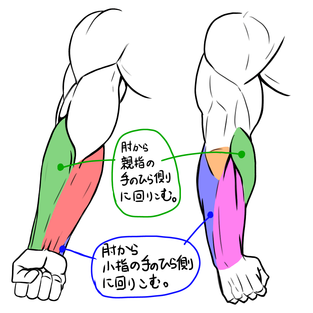 ポイントは筋肉の塊 イラストで見る マッチョな腕の筋肉の描き方