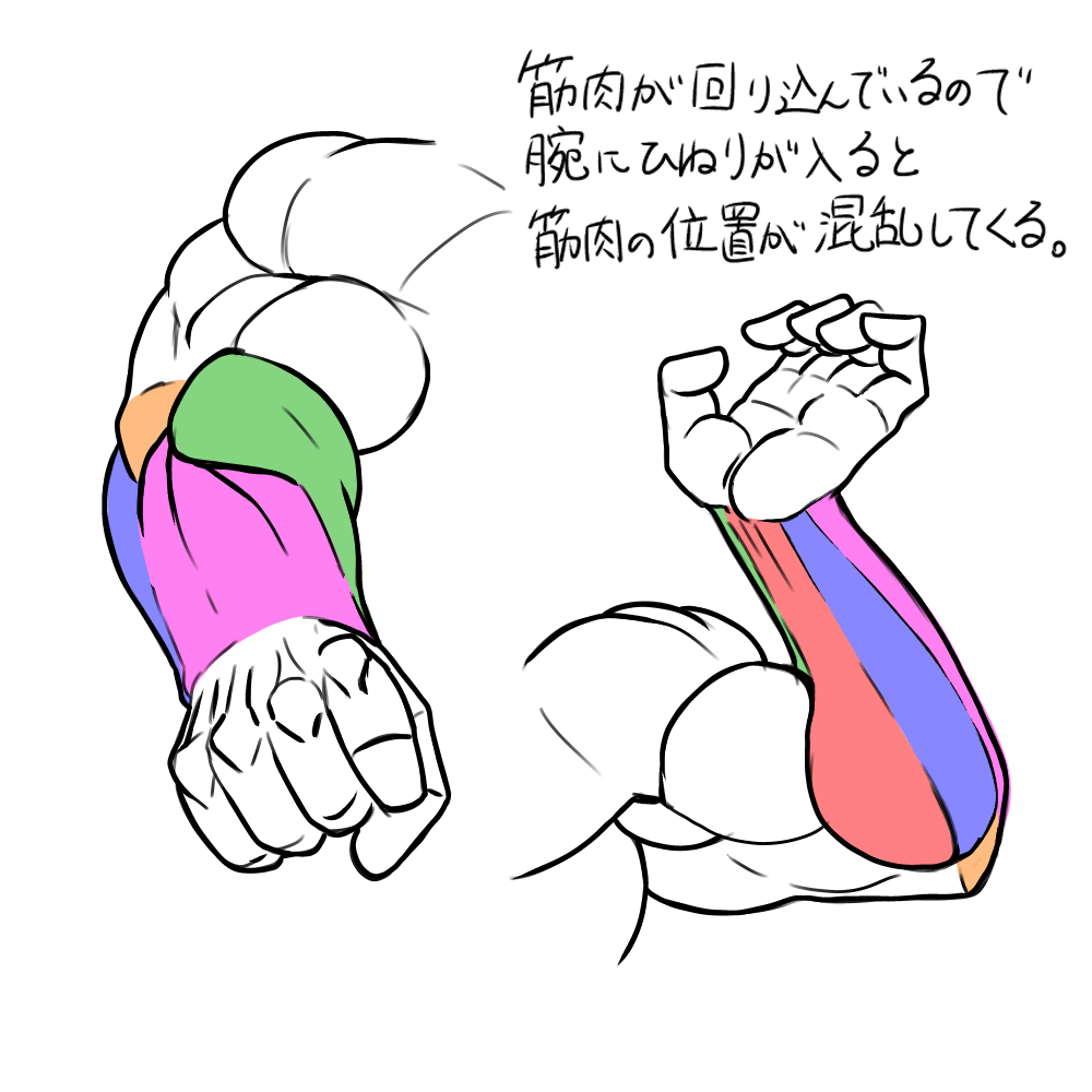 最高のイラスト画像 無料印刷可能イラスト 筋肉 描き方