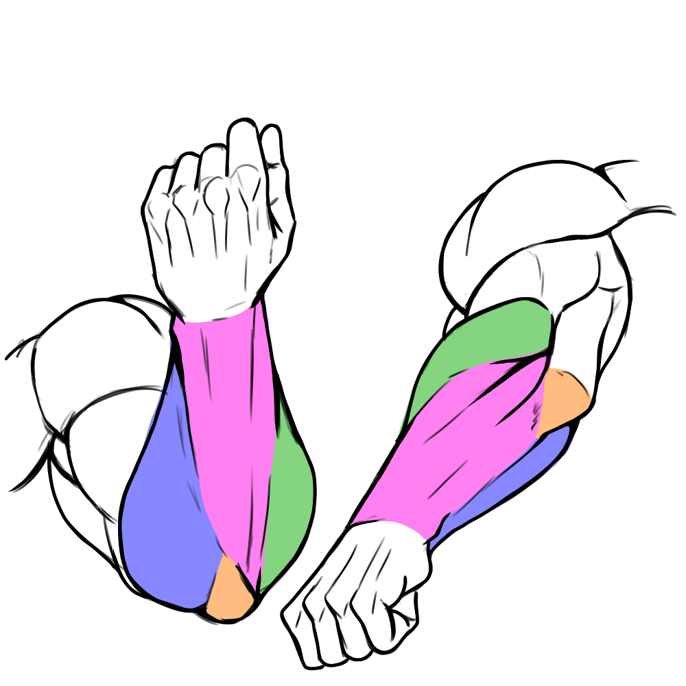筋肉イラスト　筋肉　描き方