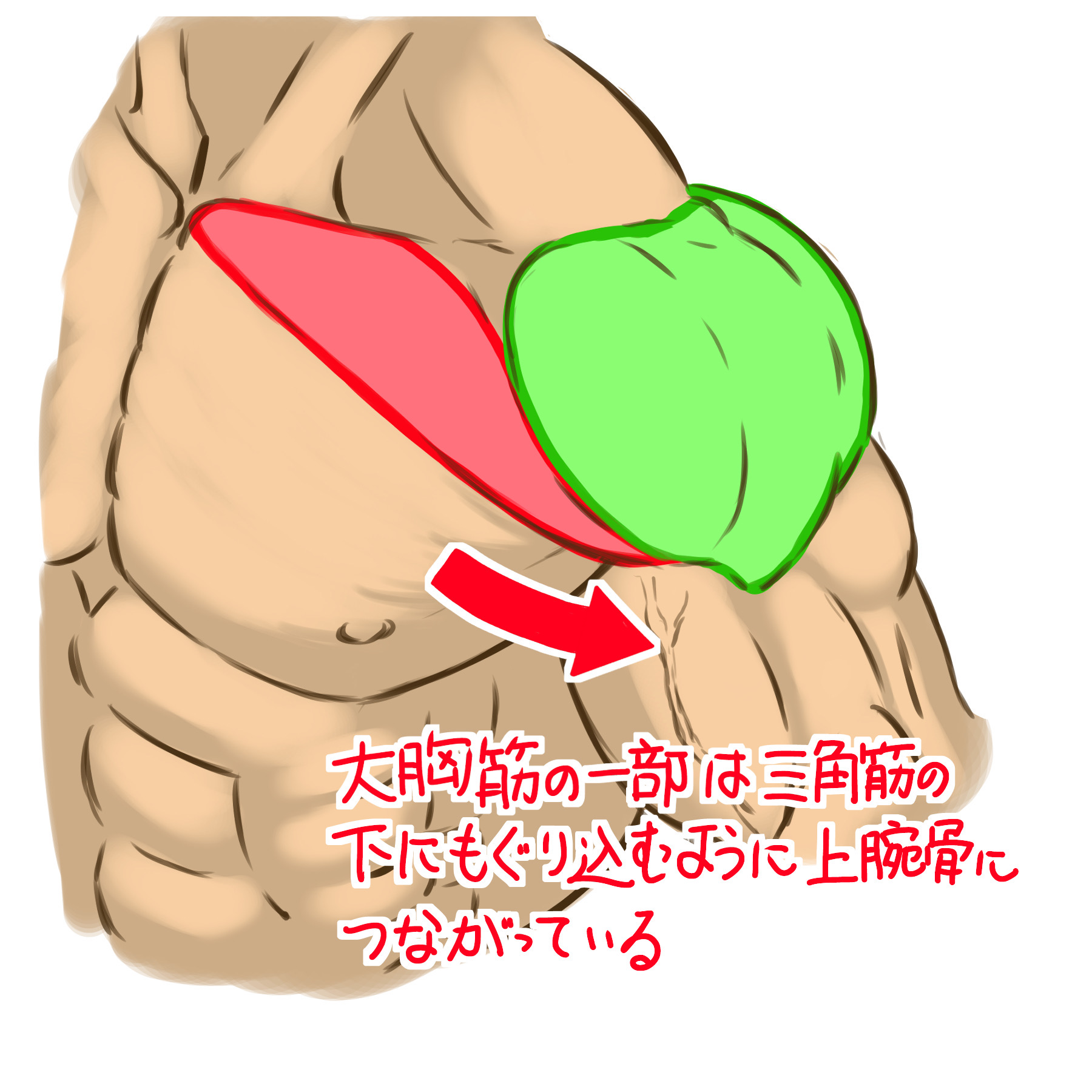 さらに、大胸筋の一部は肩の三角筋の下にもぐり込むように上腕骨へつながっていくので、見た目が三角筋の一部のように見えます。