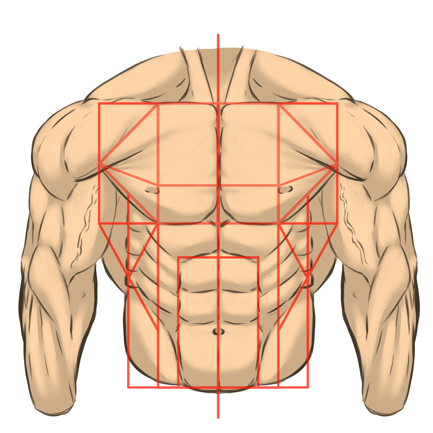 体をそのまま描こうとすると難しいので、このように筋肉を図形にとらえて組み立てると分かりやすくなります。