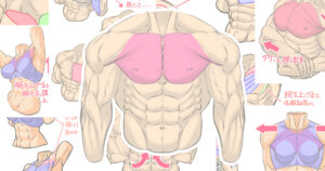 筋肉イラストの描き方、第一回『大胸筋』