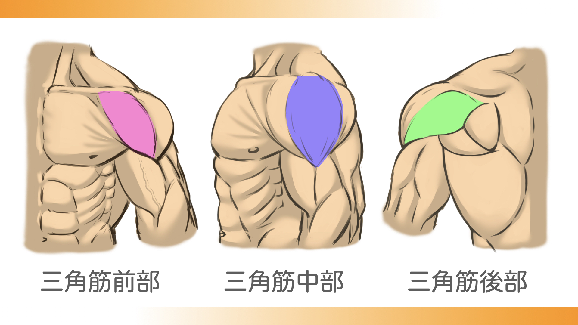 三角筋は、三角筋前部、三角筋中部、三角筋後部の三つの部分に分けることができます。