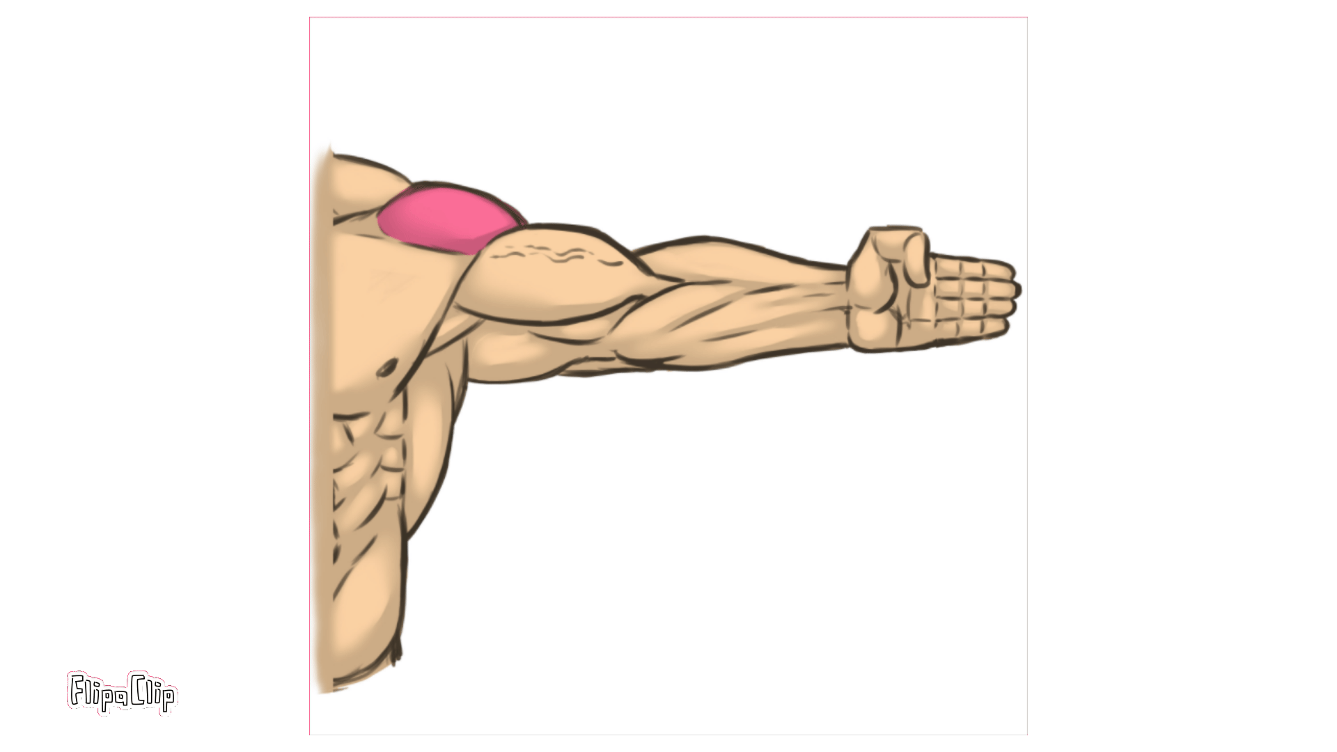 三角筋前部の作用、腕を内側にひねる動作