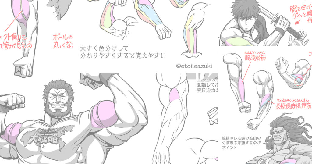 Twitter筋肉の描き方シリーズ『腕の筋肉』